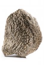 Korallenstock